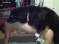 A skinny doxy gets a ride from her canine.